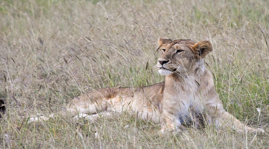 Affordable Luxury Tanzania Safari Tours with Expert Guides